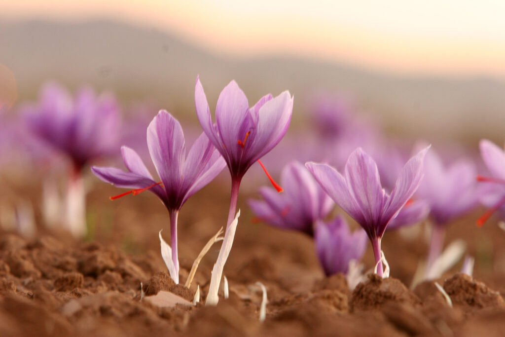 Saffron flowers with blurred background