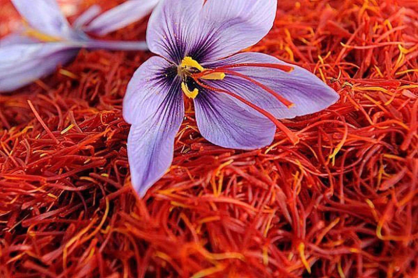 Saffron flower lays on saffron petals.
