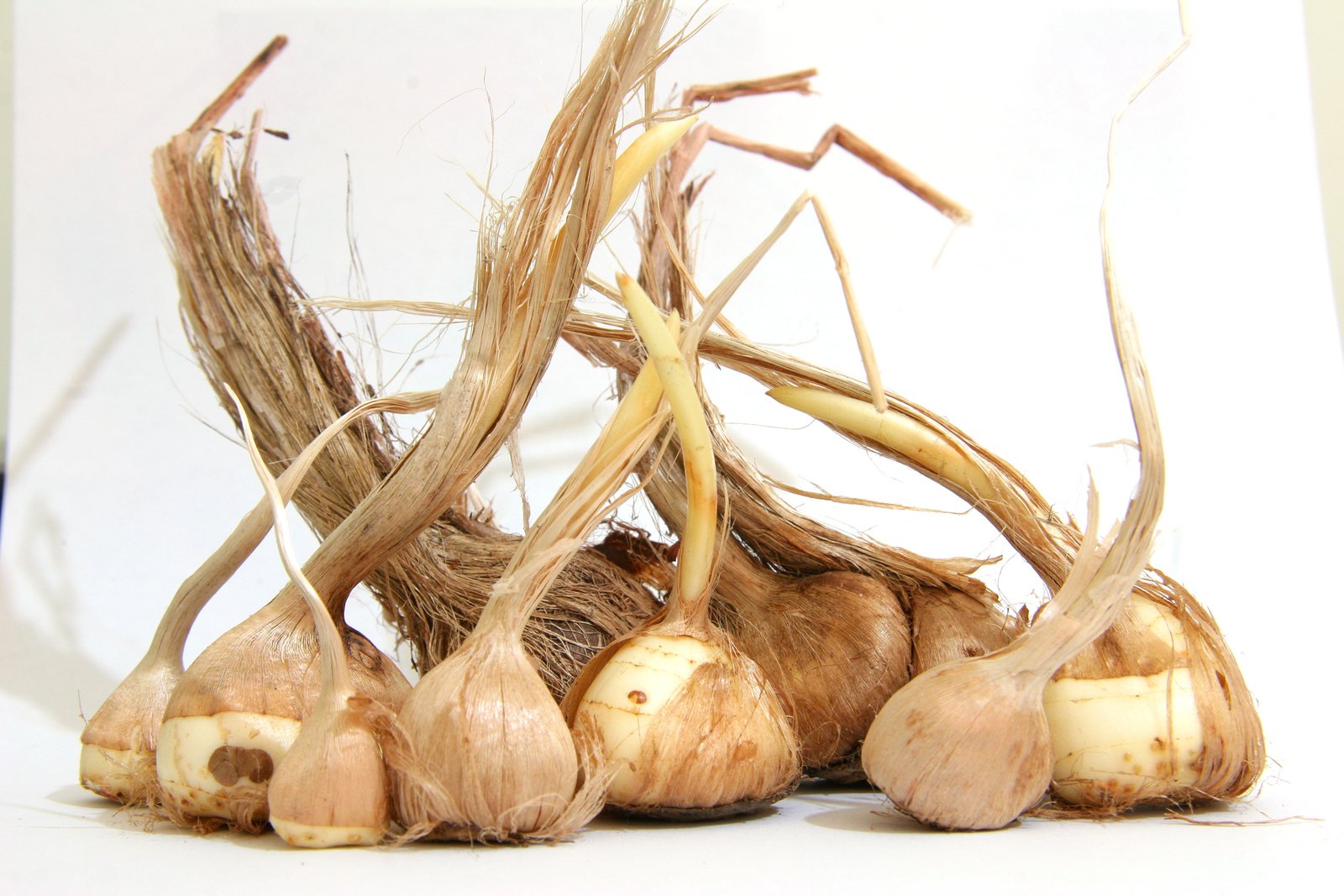 Saffron onions on a white background.