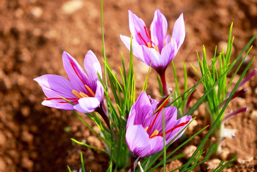 saffron flower in the field