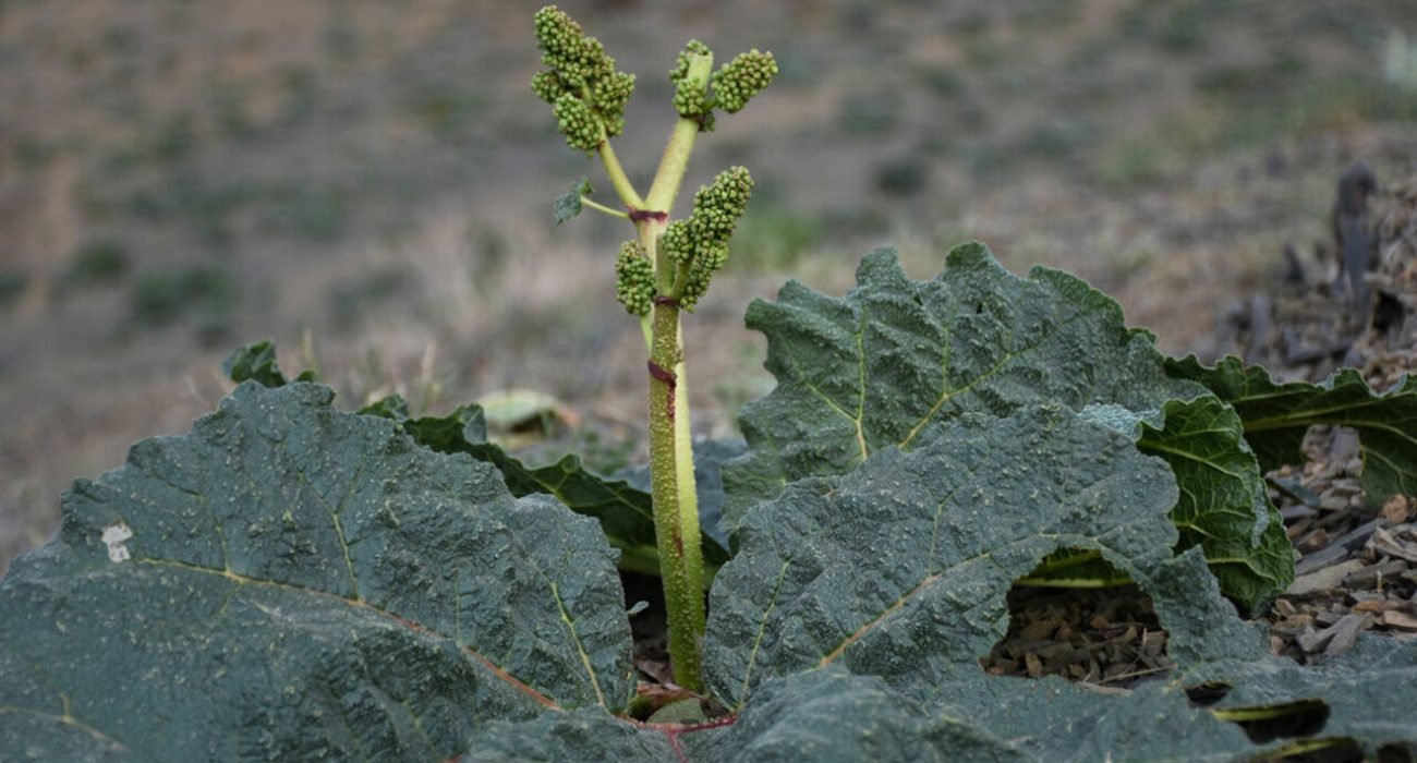 Iranian Rhubarb, in the mountains